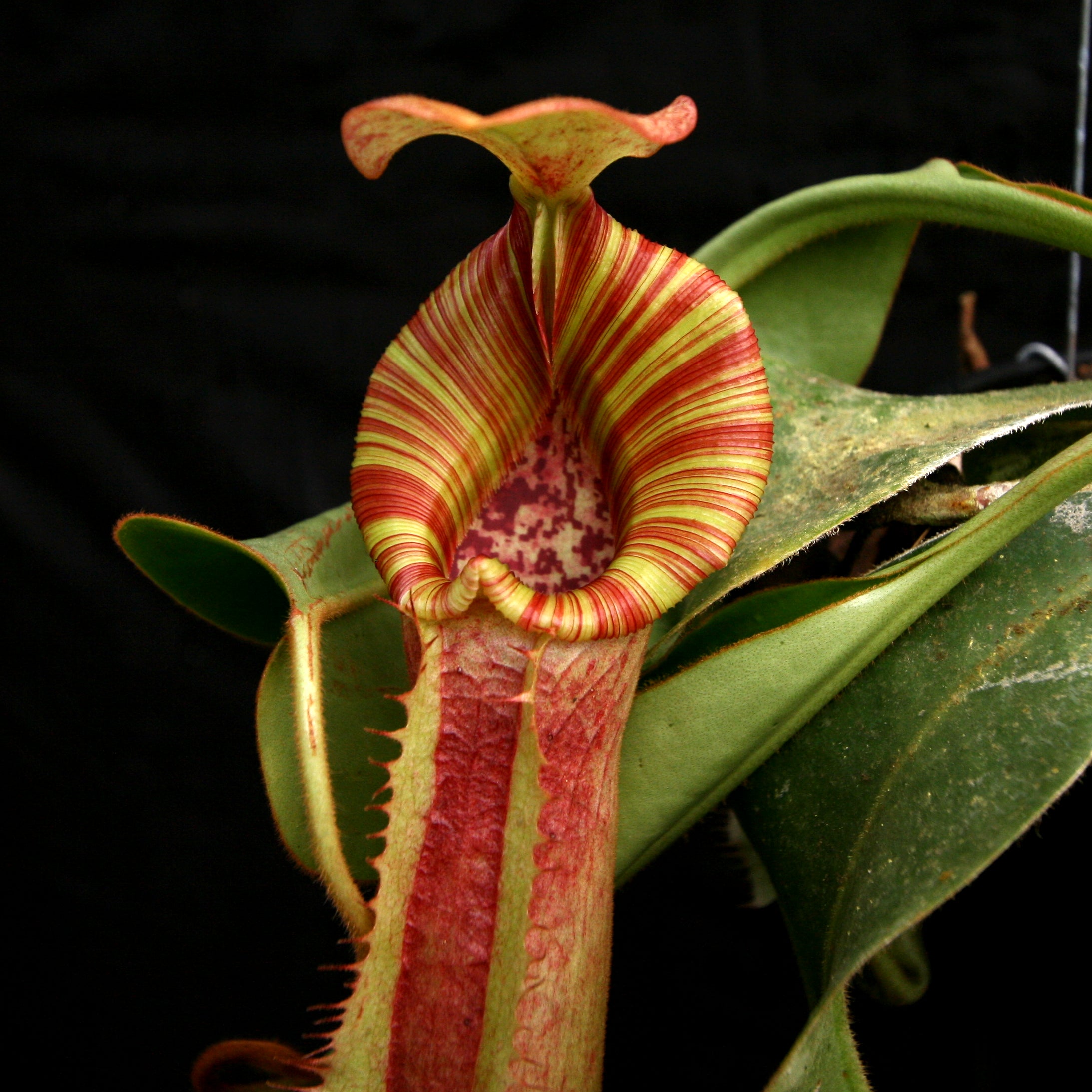 Nepenthes veitchii 
