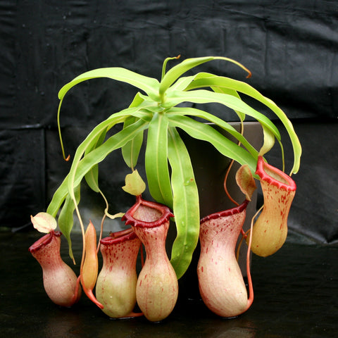 Cluster of Nepenthes ventricosa pitchers with pale pink bodies and red speckles surrounding a green rosette against a dark backdrop
