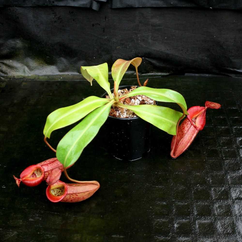 
                      
                        Nepenthes 'Splendid Diana' x veitchii "Pink Candy Cane", CAR-0032
                      
                    