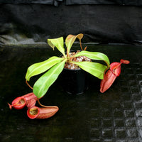Nepenthes 'Splendid Diana' x veitchii "Pink Candy Cane", CAR-0032