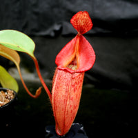 Nepenthes 'Splendid Diana' x veitchii "Pink Candy Cane", CAR-0032