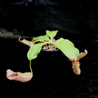 Nepenthes 'Splendid Diana' x veitchii "Pink Candy Cane", CAR-0032