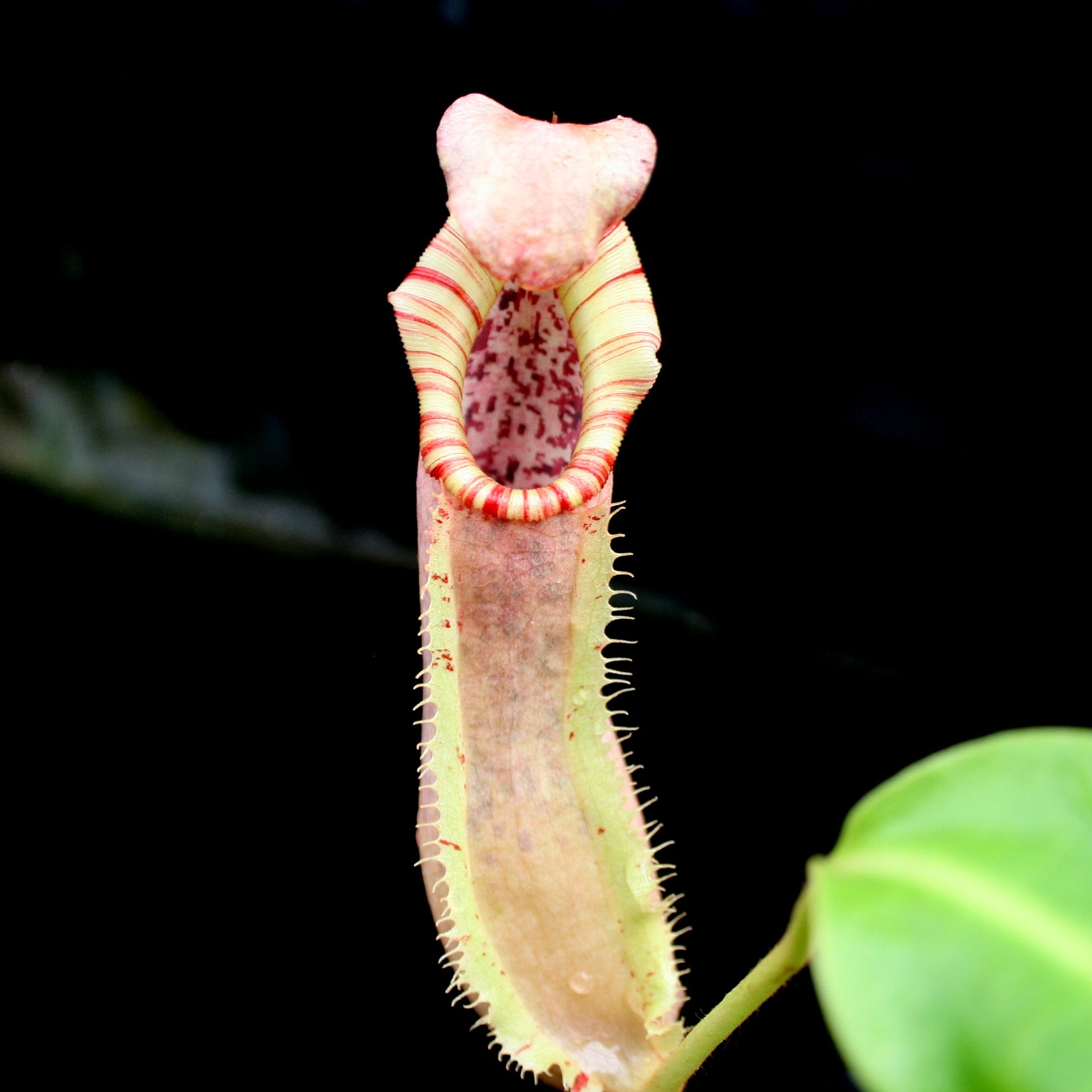 ec melodi カラビナ　punkandyo fti Nepenthes 'Splendid Diana' x veitchii 