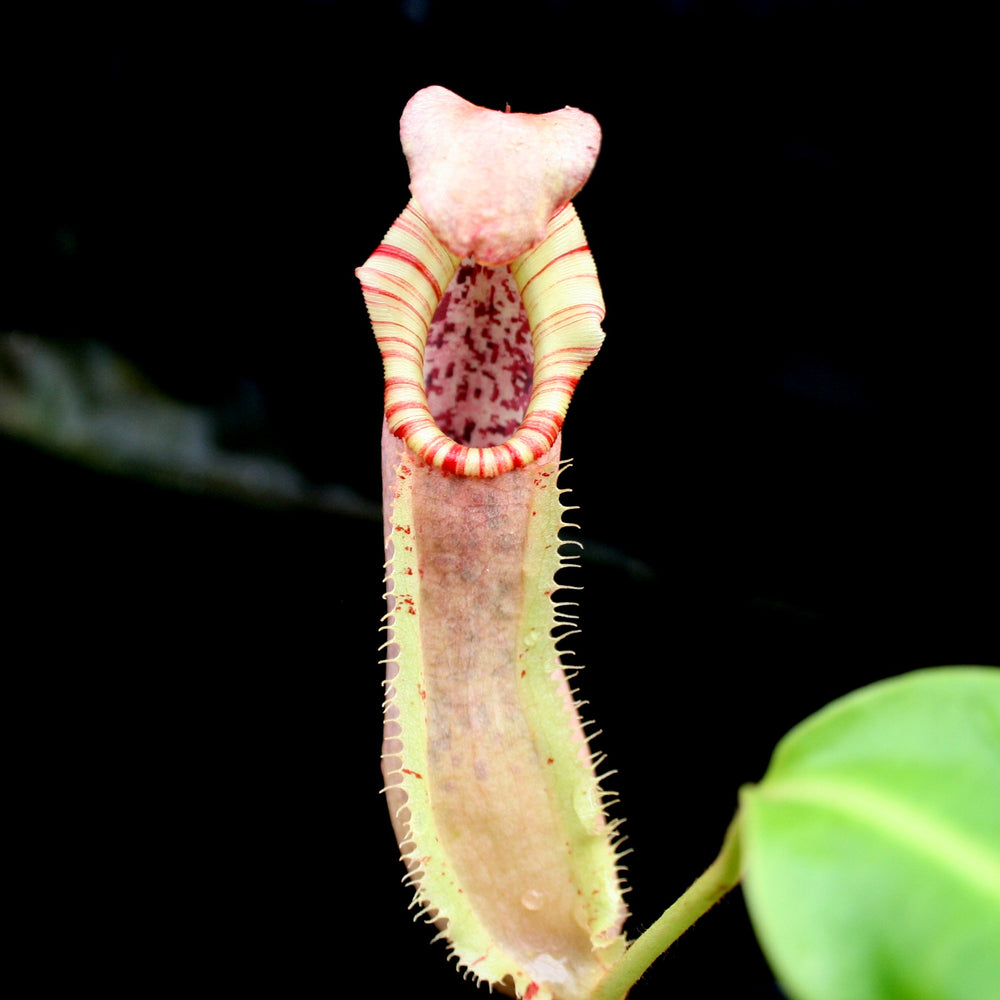 
                      
                        Nepenthes 'Splendid Diana' x veitchii "Pink Candy Cane", CAR-0032
                      
                    