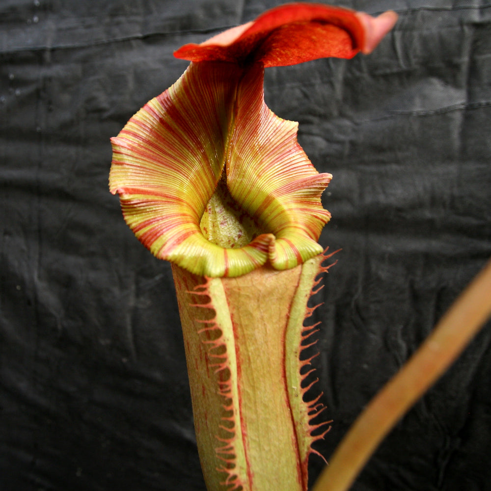 
                      
                        Nepenthes Song of Melancholy x [(lowii x veitchii) x boschiana]-white, CAR-0024
                      
                    