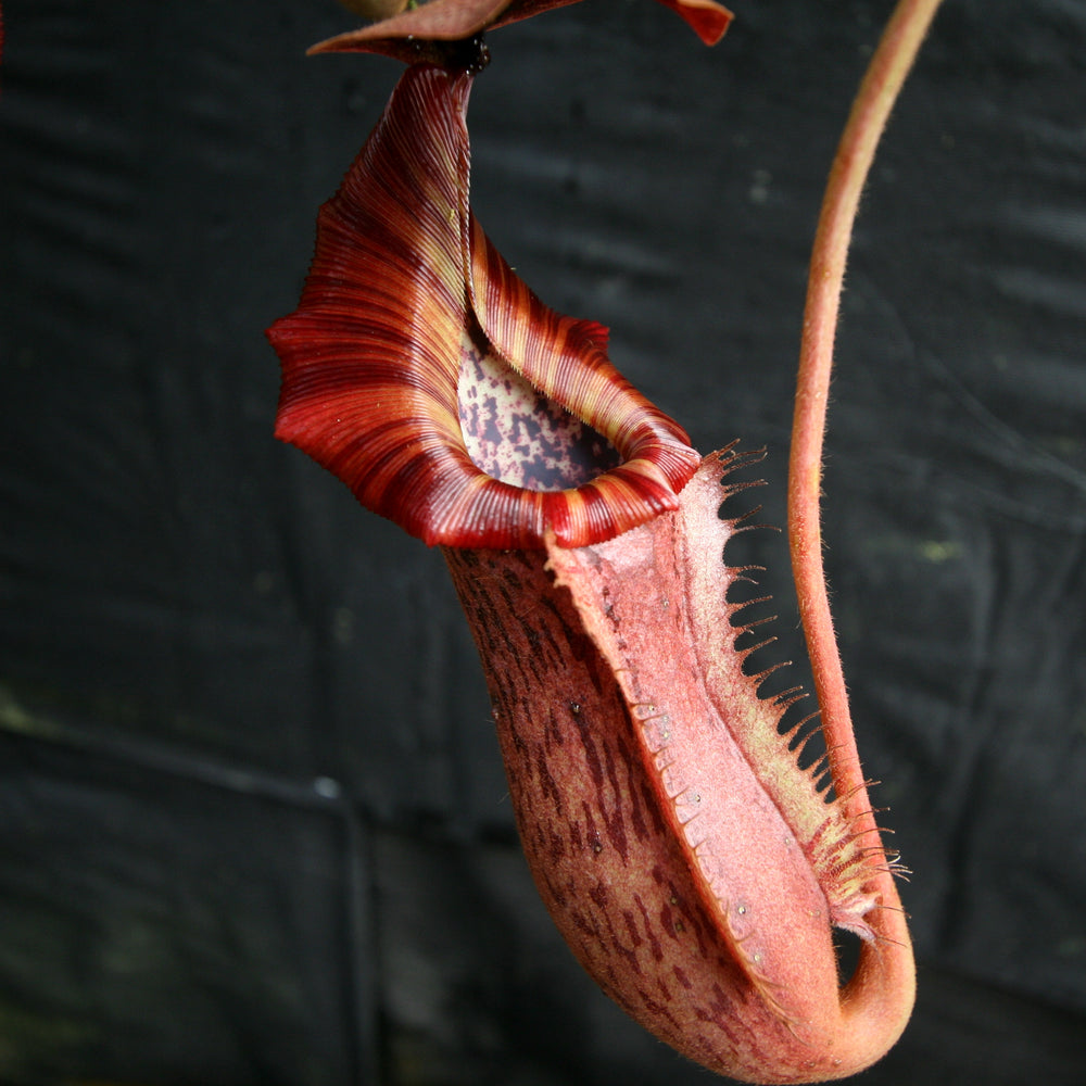 
                      
                        Nepenthes Song of Melancholy x [(lowii x veitchii) x boschiana]-white, CAR-0024
                      
                    