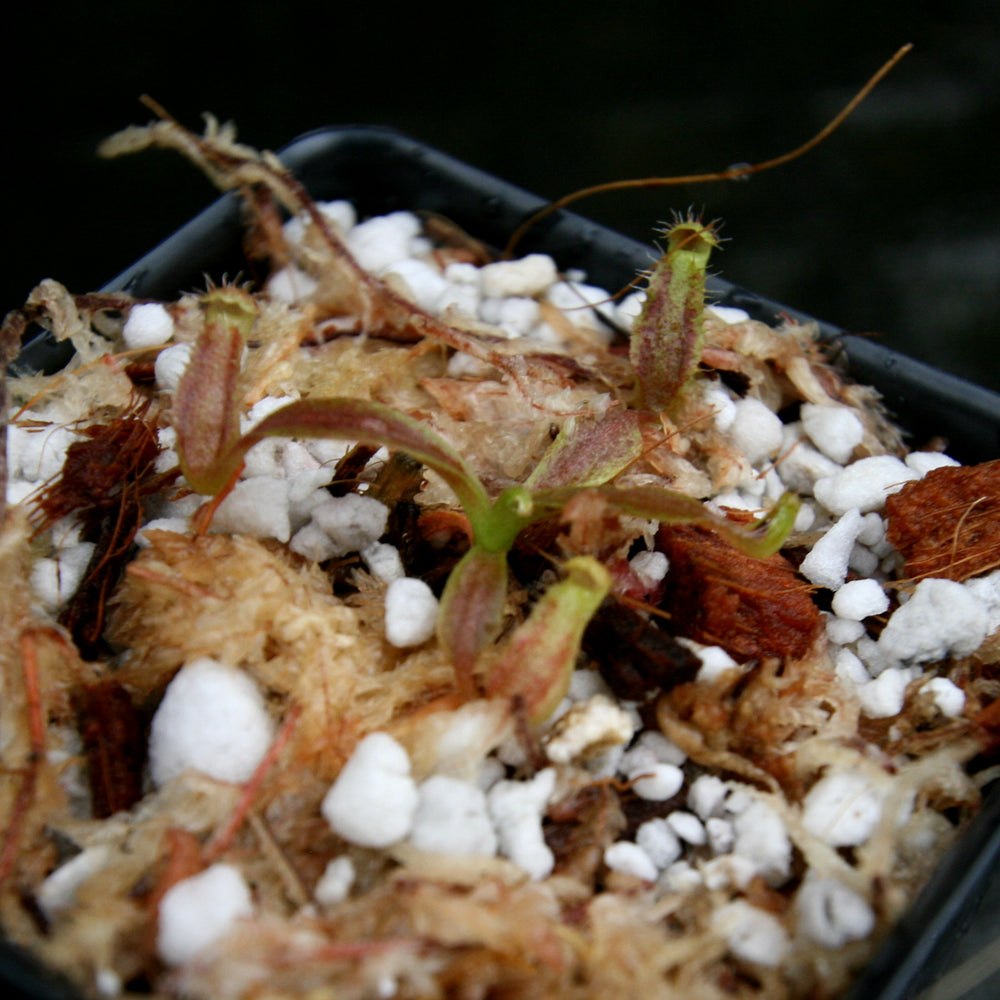 
                      
                        Nepenthes Song of Melancholy x [(lowii x veitchii) x boschiana]-white, CAR-0024
                      
                    