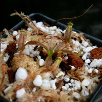 Nepenthes Song of Melancholy x [(lowii x veitchii) x boschiana]-white, CAR-0024
