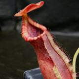 Nepenthes (spathulata x lowii) x  redonkulas, CAR-0160