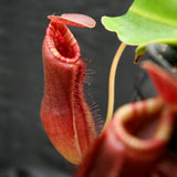 Nepenthes (spathulata x lowii) x  redonkulas, CAR-0160