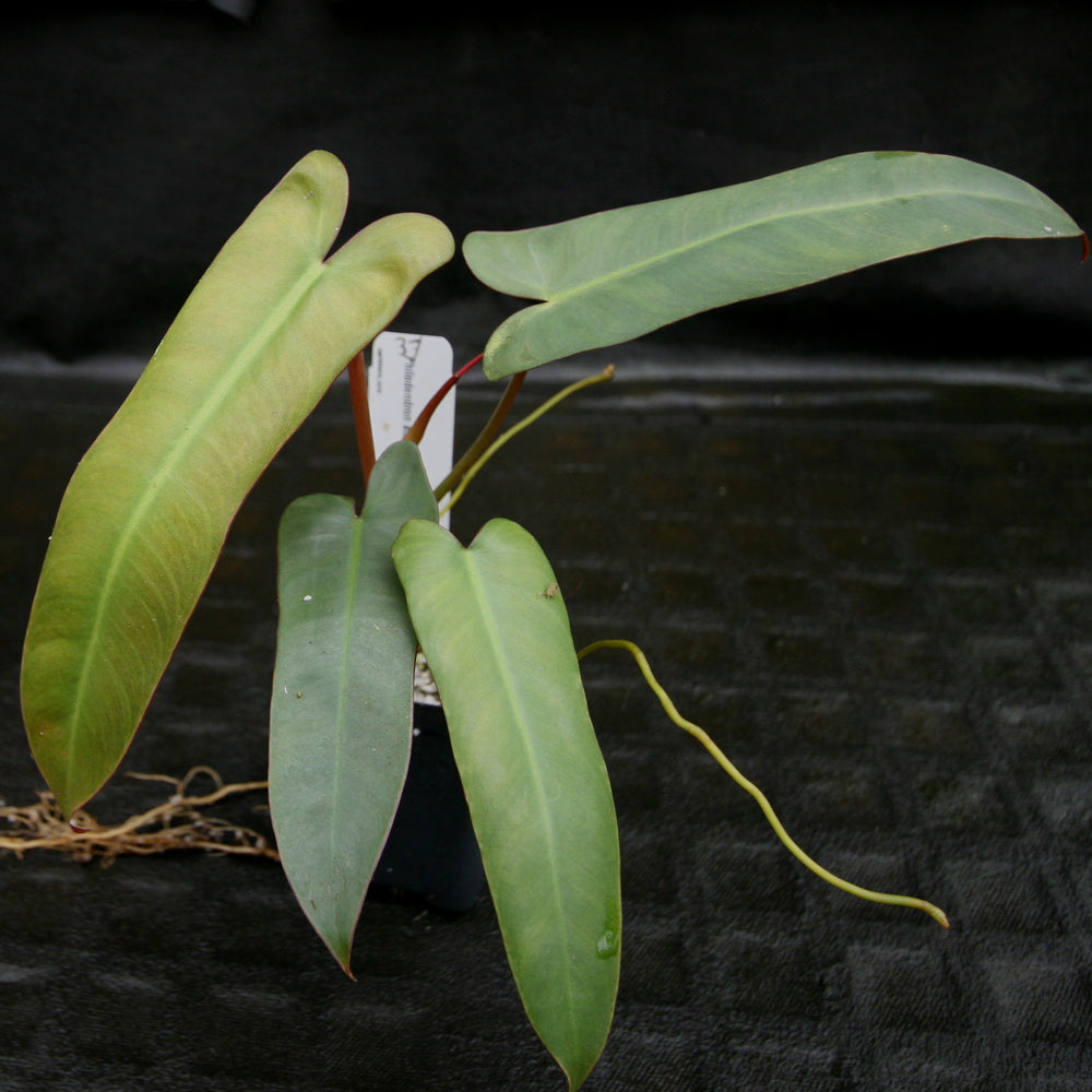 
                      
                        Philodendron atabapoense
                      
                    
