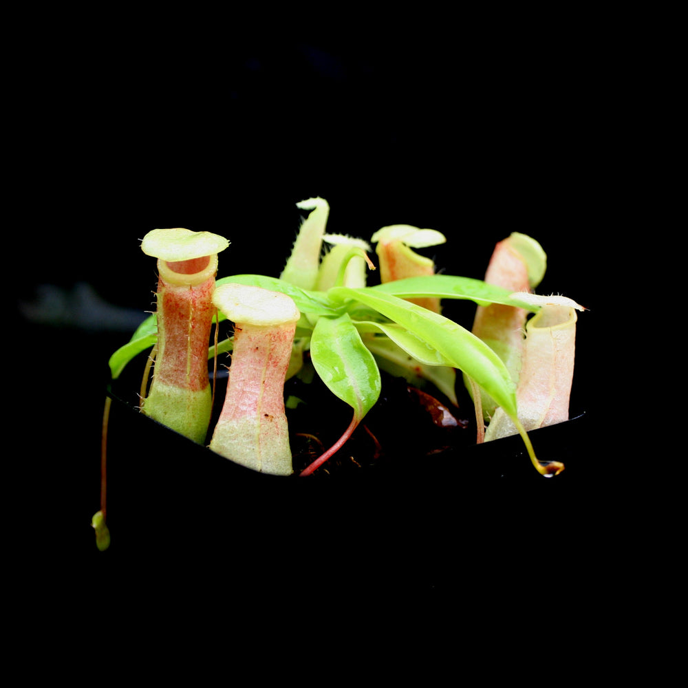 
                      
                        Nepenthes ventricosa (Denver x (k)), CAR-0027
                      
                    