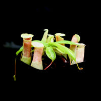 Nepenthes ventricosa (Denver x (k)), CAR-0027