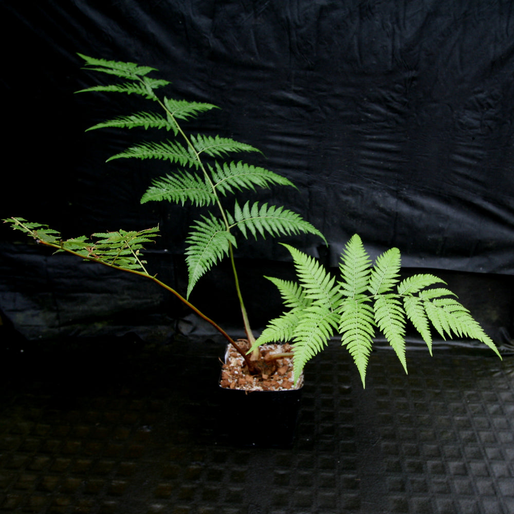 
                      
                        Cibotium barometz, Golden Chicken Fern, Woolly Fern
                      
                    
