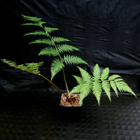 Cibotium barometz, Golden Chicken Fern, Woolly Fern