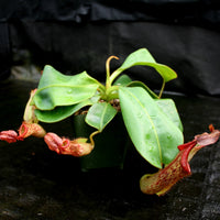 Nepenthes (maxima x campanulata) x veitchii "Pink Candy Cane", CAR-0055