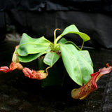 Nepenthes (maxima x campanulata) x veitchii "Pink Candy Cane", CAR-0055