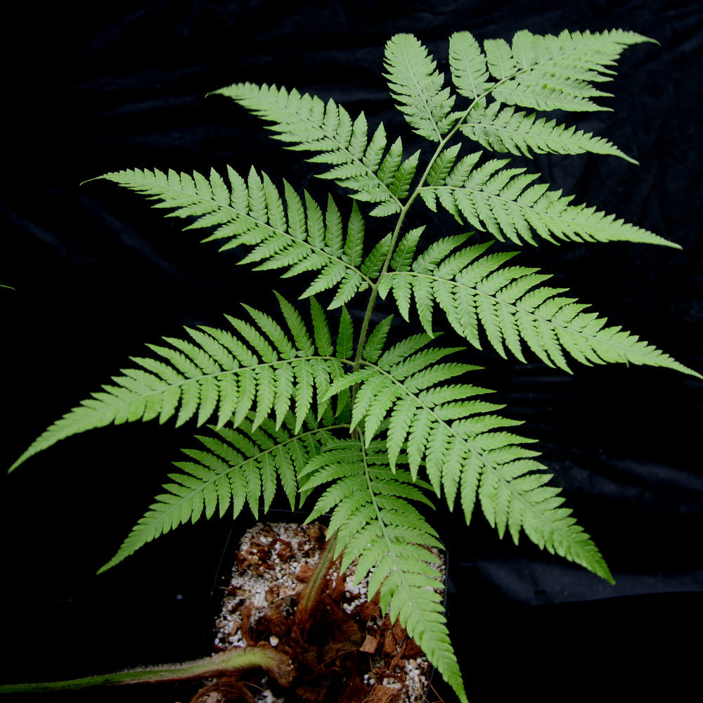 
                      
                        Cibotium barometz, Golden Chicken Fern, Woolly Fern
                      
                    