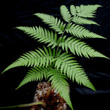 Cibotium barometz, Golden Chicken Fern, Woolly Fern