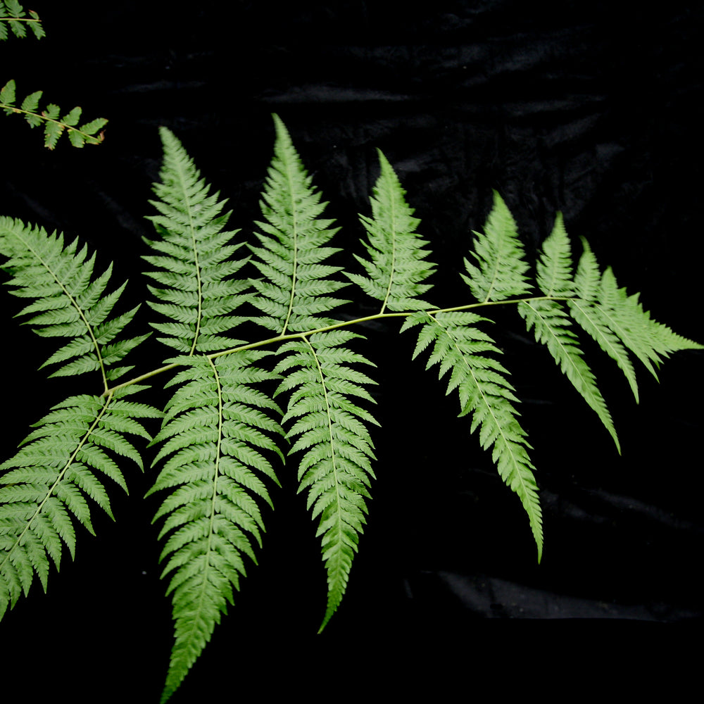 
                      
                        Cibotium barometz, Golden Chicken Fern, Woolly Fern
                      
                    