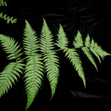 Cibotium barometz, Golden Chicken Fern, Woolly Fern