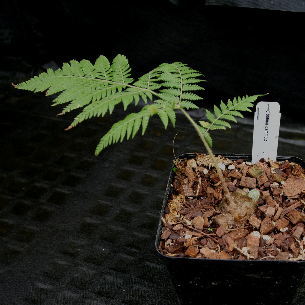 
                      
                        Cibotium barometz, Golden Chicken Fern, Woolly Fern
                      
                    