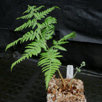 Cibotium barometz, Golden Chicken Fern, Woolly Fern