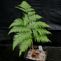 Cibotium barometz, Golden Chicken Fern, Woolly Fern