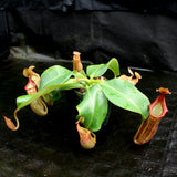 Nepenthes (maxima x campanulata) x veitchii "Pink Candy Cane", CAR-0055