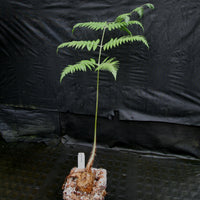 Cibotium barometz, Golden Chicken Fern, Woolly Fern