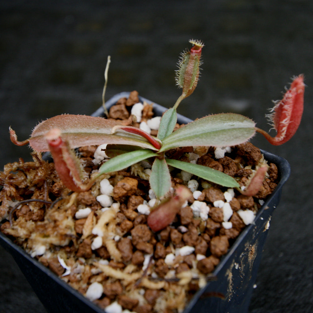 
                      
                        Nepenthes vieillardii
                      
                    
