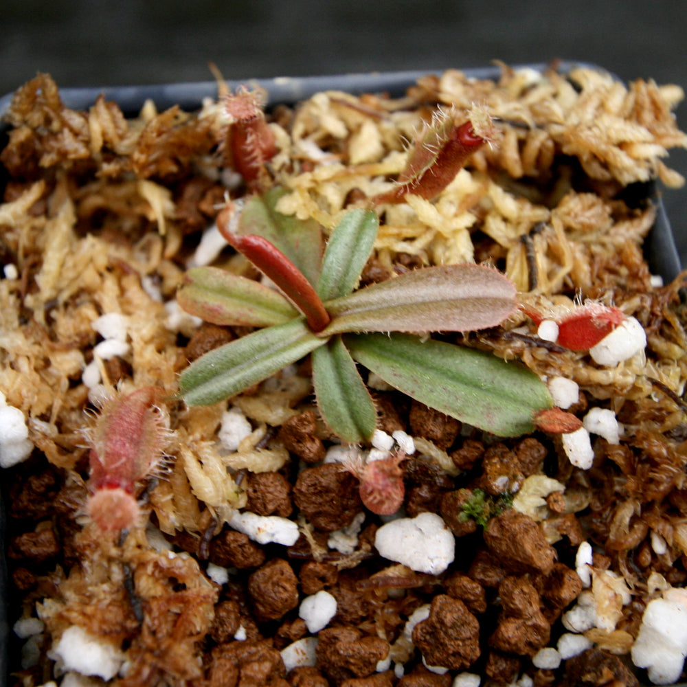 
                      
                        Nepenthes vieillardii
                      
                    