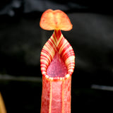 Nepenthes (veitchii x lowii) x robcantleyi, BE-3841