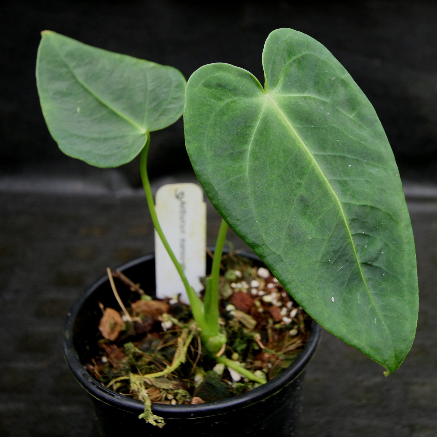 anthurium marmoratum for sale Anthurium marmoratum – Carnivero