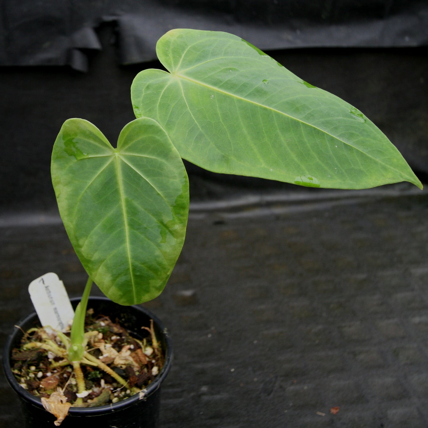 anthurium guatemala Anthurium marmoratum – Carnivero