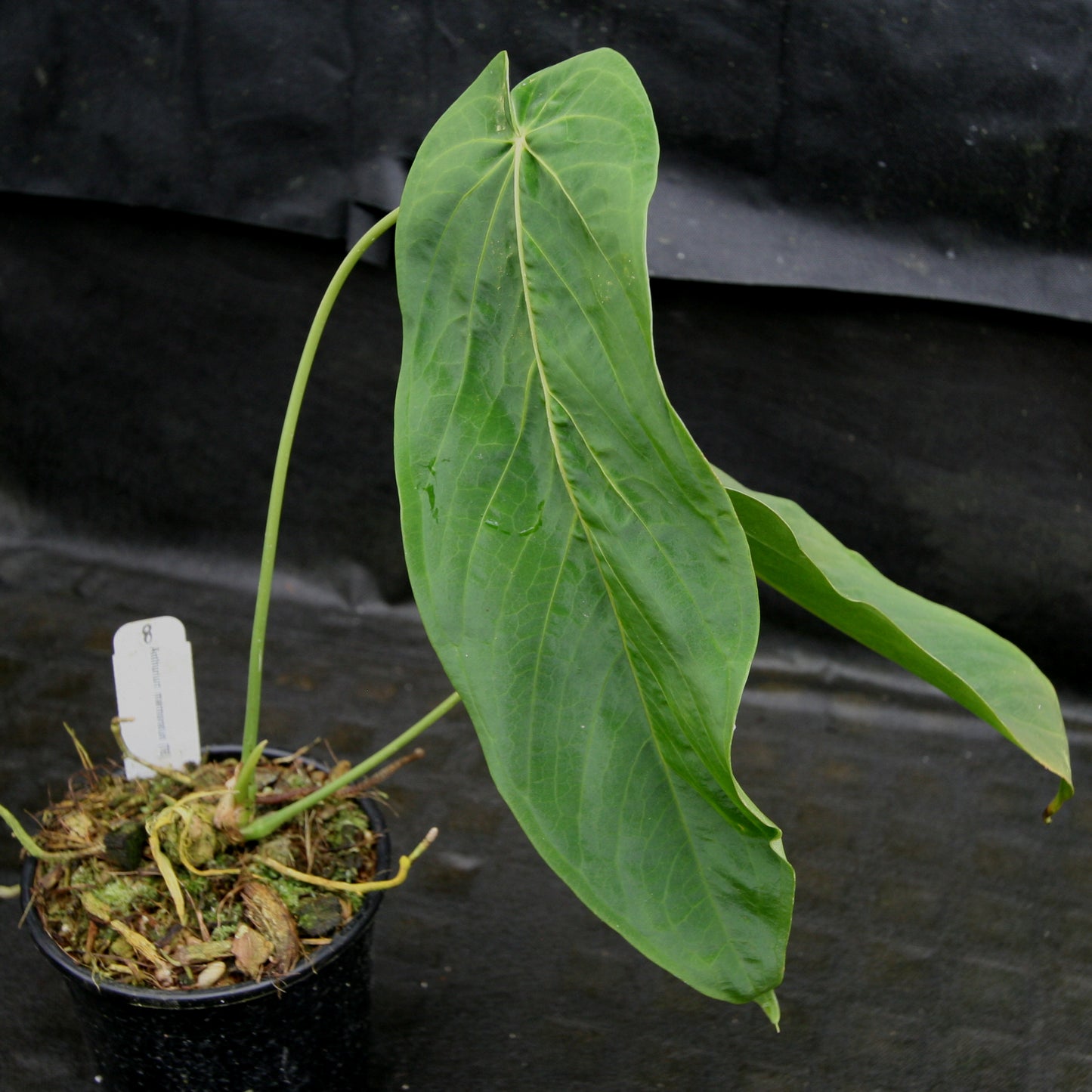 anthurium marmoratum for sale Anthurium marmoratum – Carnivero