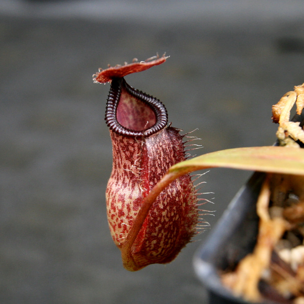 
                      
                        Nepenthes Lady Pauline x hamata, BE-3777
                      
                    