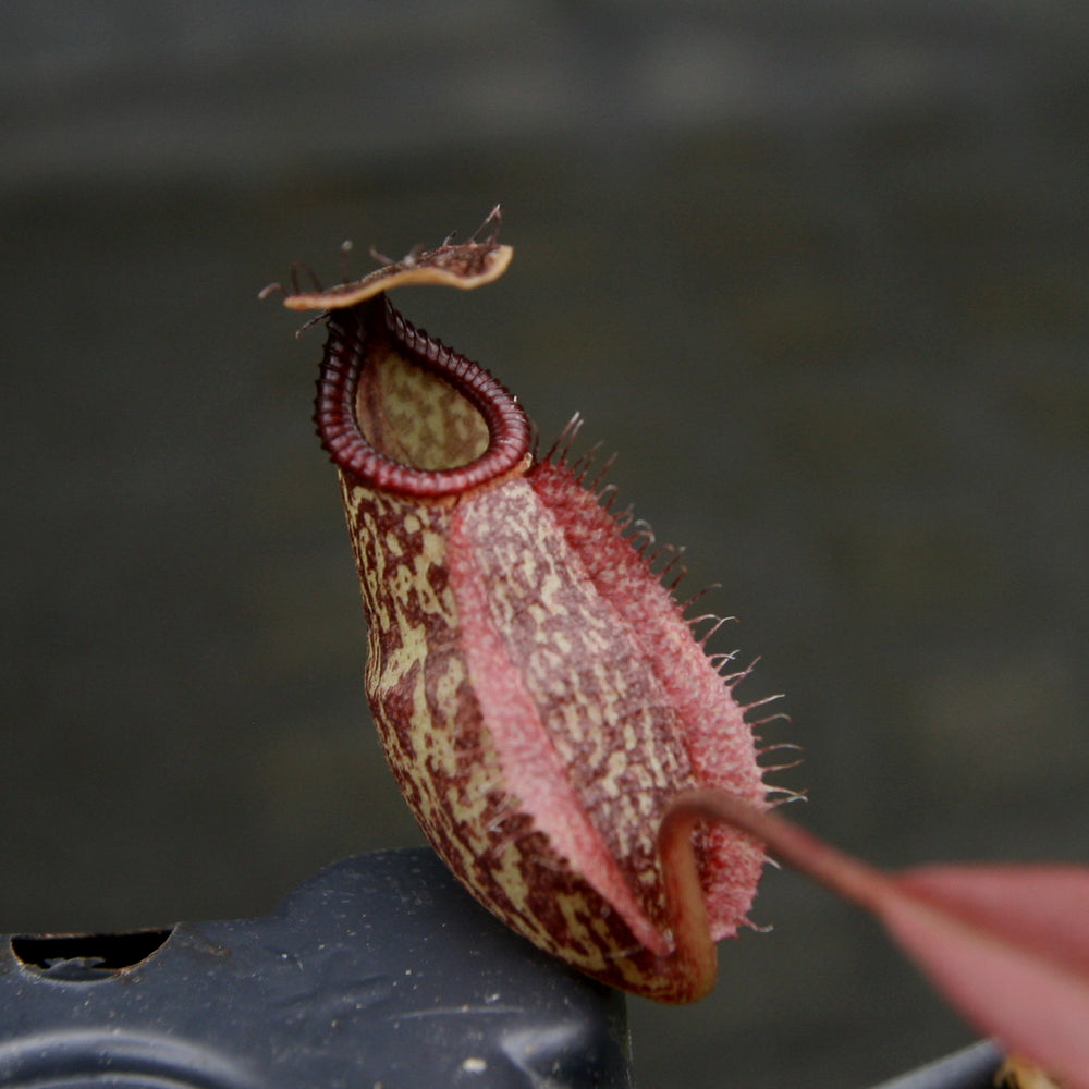 
                      
                        Nepenthes Lady Pauline x hamata, BE-3777
                      
                    