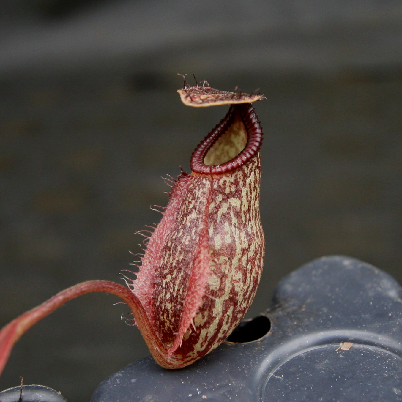Nepenthes Lady Pauline x hamata, BE-3777 – Carnivero