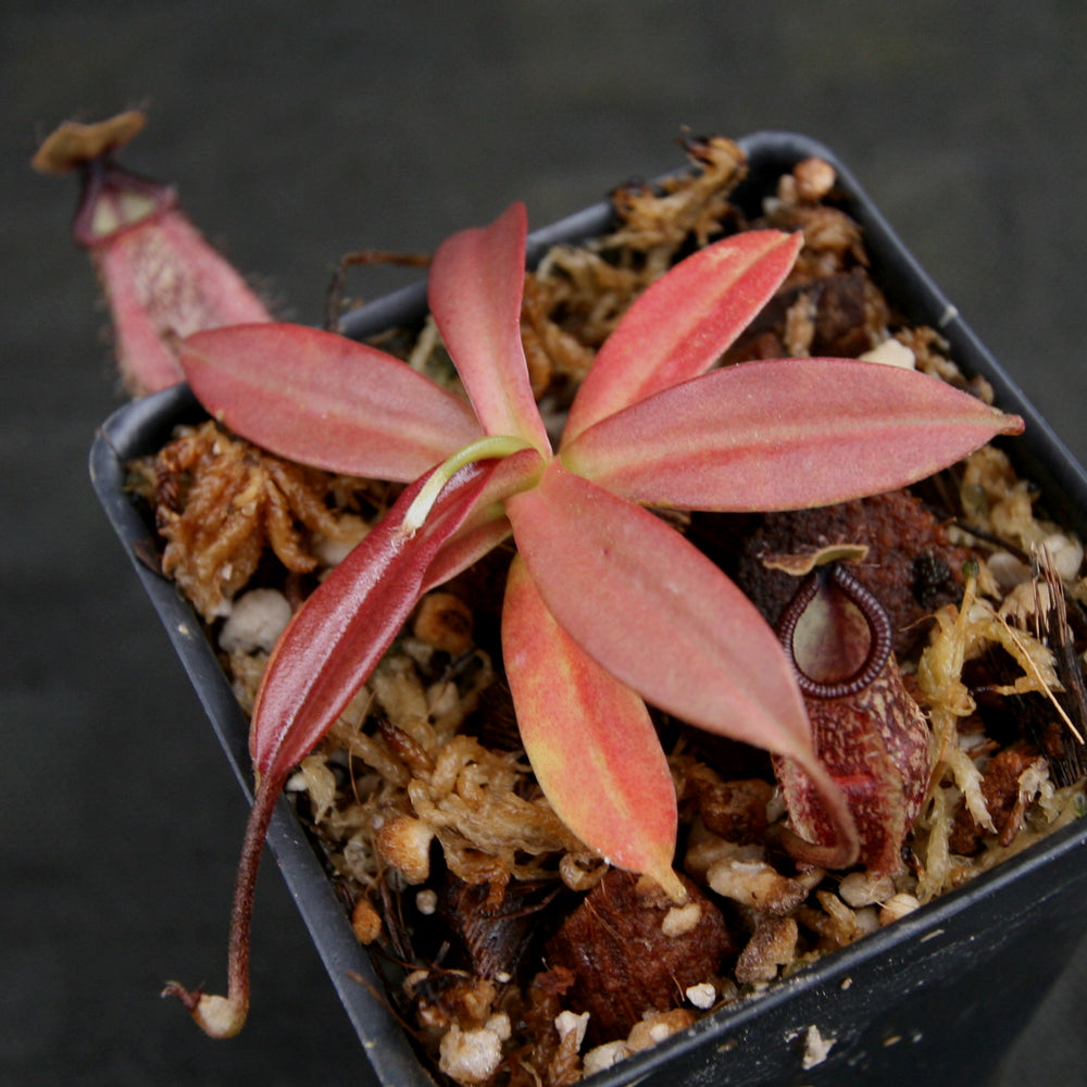 
                      
                        Nepenthes Lady Pauline x hamata, BE-3777
                      
                    