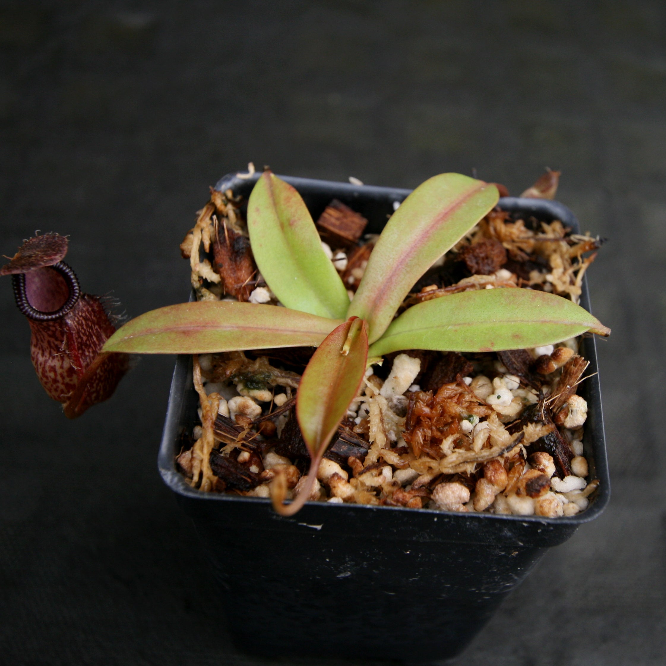 Nepenthes Lady Pauline x hamata, BE-3777 – Carnivero