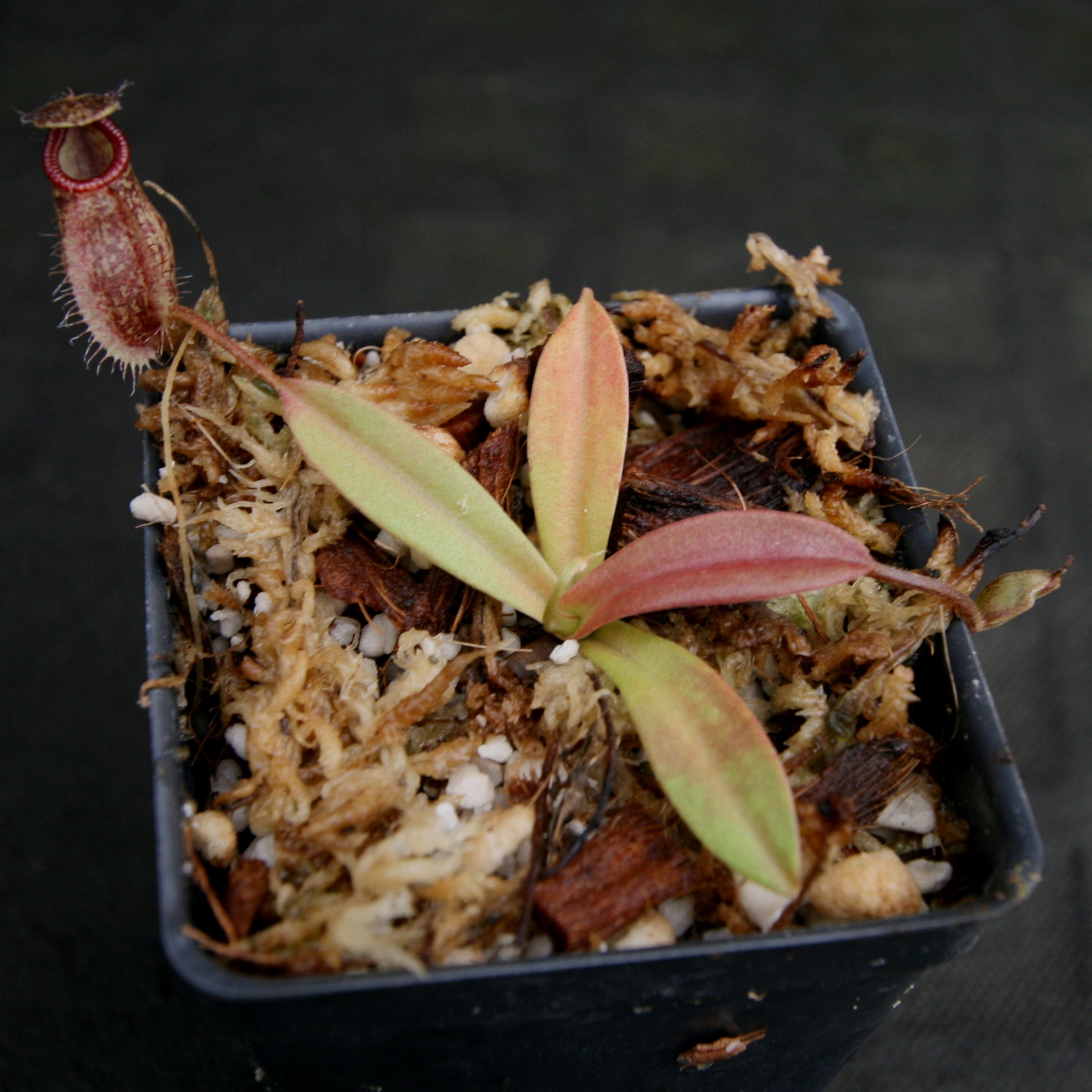 Nepenthes Lady Pauline x hamata, BE-3777 – Carnivero
