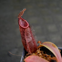 Nepenthes hamata x (veitchii x lowii), BE-4057