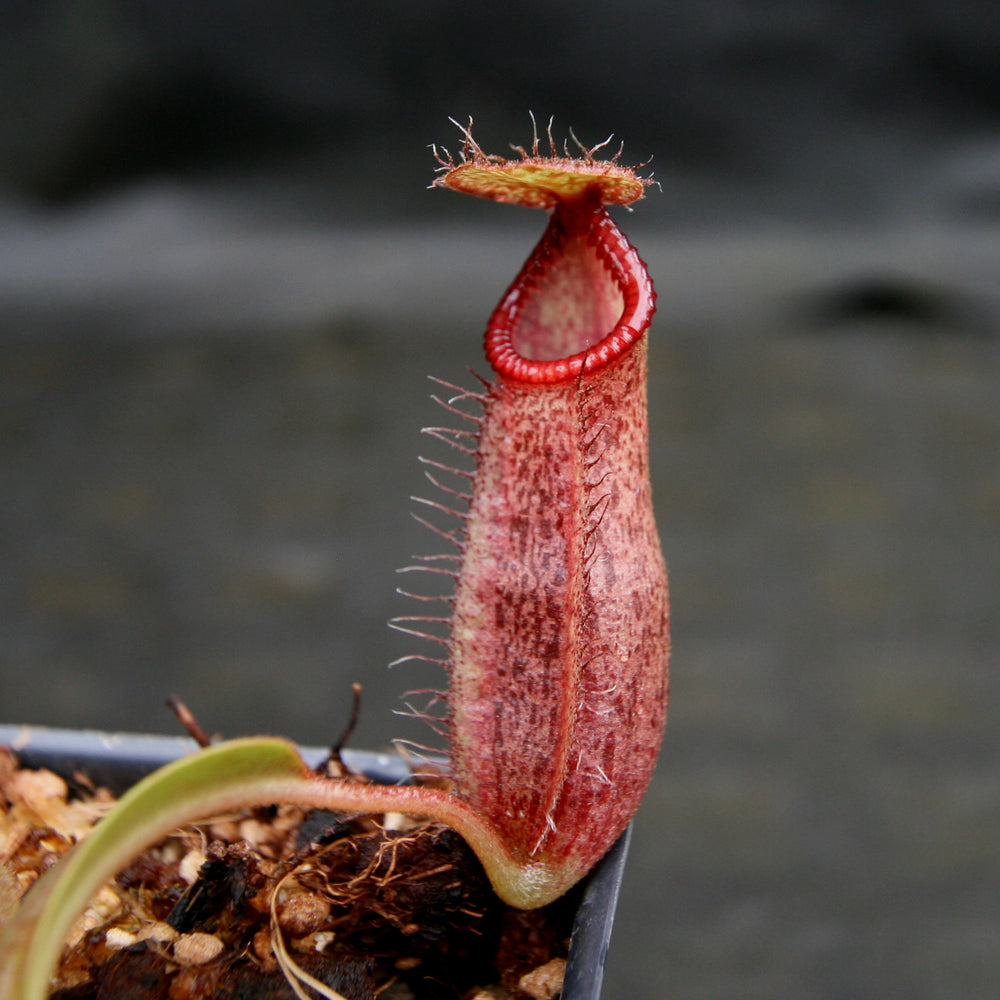 
                      
                        Nepenthes hamata x (veitchii x lowii), BE-4057
                      
                    