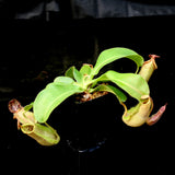 Nepenthes 'Splendid Diana' x veitchii "Pink Candy Cane", CAR-0032