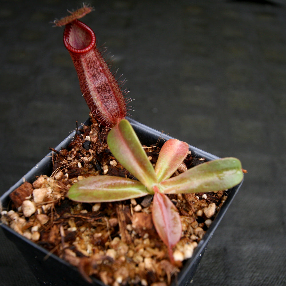 
                      
                        Nepenthes hamata x (veitchii x lowii), BE-4057
                      
                    
