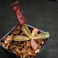 Nepenthes hamata x (veitchii x lowii), BE-4057