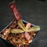 Nepenthes hamata x (veitchii x lowii), BE-4057