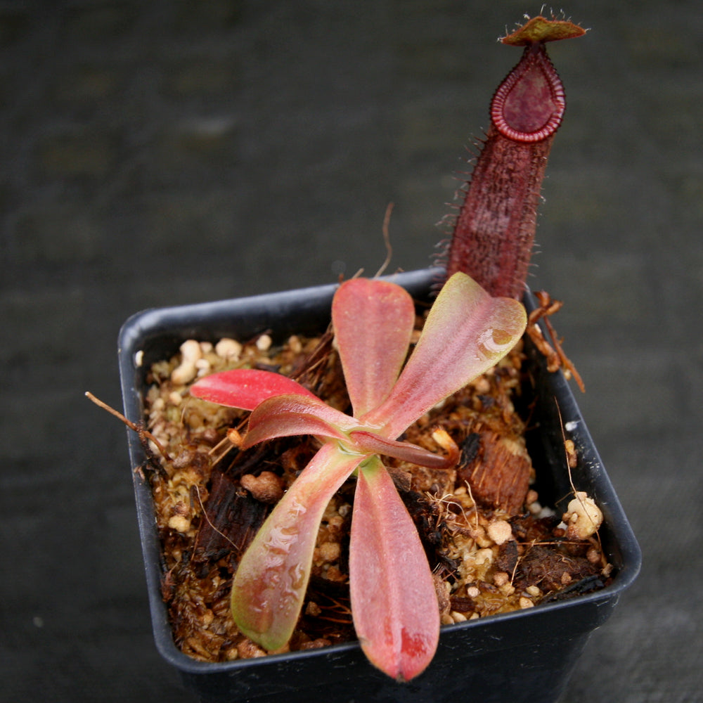 
                      
                        Nepenthes hamata x (veitchii x lowii), BE-4057
                      
                    