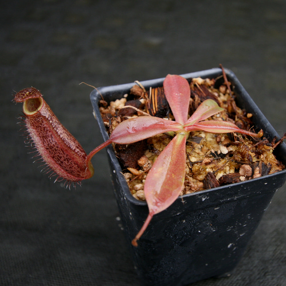 
                      
                        Nepenthes hamata x (veitchii x lowii), BE-4057
                      
                    